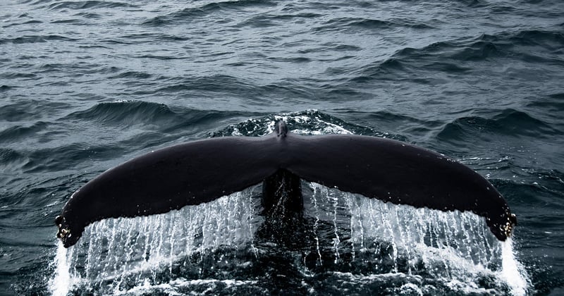 Où observer les baleines en Islande responsable : le guide ultime