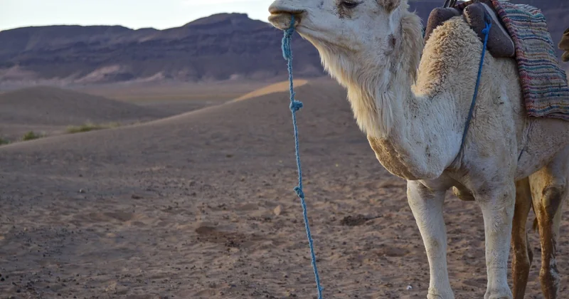 Trek Maroc 3 jours ou 5 jours : quelle durée pour un vrai trek responsable ?