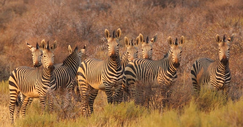 Safari en Afrique du Sud : comment vivre cette aventure inoubliable